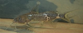 Synodontis orientalis