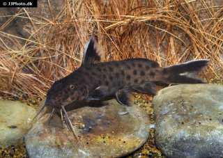 Synodontis petricola