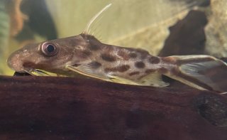 Synodontis pleurops