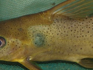 Synodontis schall