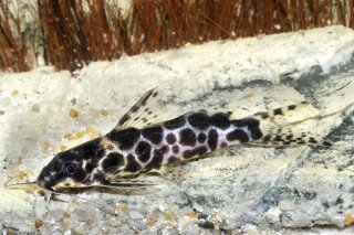 Synodontis soloni