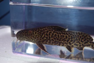 Synodontis sp. `CROCODILE ISLAND`