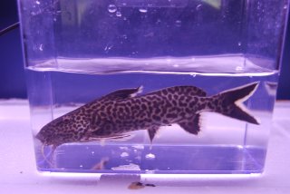 Synodontis sp. `CROCODILE ISLAND`