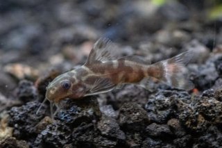 Synodontis sp. hybrid(3)