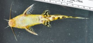 Synodontis tessmanni