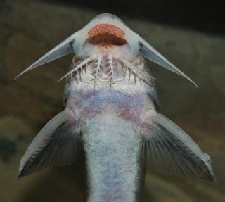 Synodontis violaceus