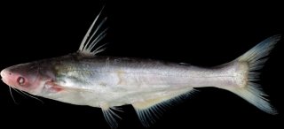 Pangasius elongatus