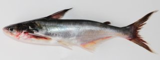 Pangasius icaria