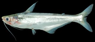 Pangasius macronema