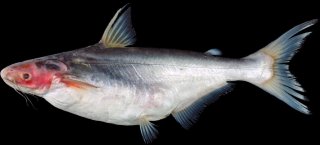 Pangasius mekongensis