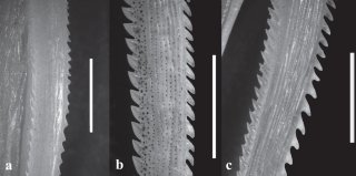 Iheringichthys syi