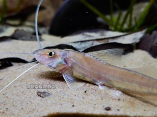 Megalonema platycephalum