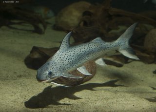 Platynematichthys notatus