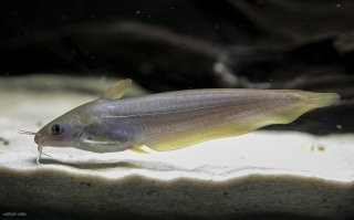 Neosilurus hyrtlii