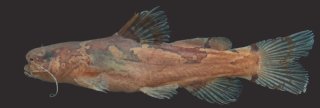 Microglanis parahybae