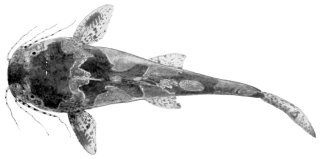 Microglanis poecilus