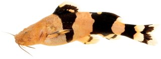 Rhyacoglanis pulcher