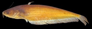 Ompok leiacanthus