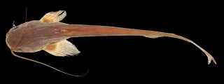 Ompok leiacanthus