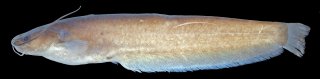 Pterocryptis subrisa