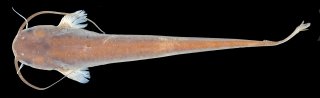 Pterocryptis subrisa