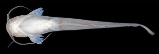 Pterocryptis subrisa