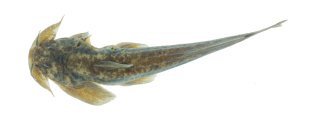 Parachiloglanis drukyulensis