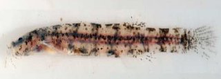 Hyaloglanis natgeorum