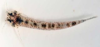 Hyaloglanis natgeorum