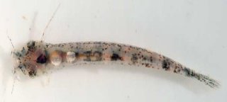 Hyaloglanis natgeorum
