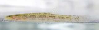 Hyaloglanis nheengatu