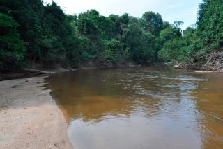 Hyaloglanis nheengatu