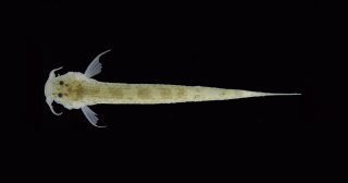 Hyaloglanis nheengatu