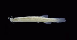 Hyaloglanis nheengatu