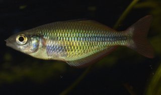 Melanotaenia herbertaxelrodi