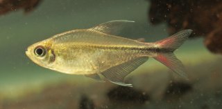 Hemigrammus filamentosus