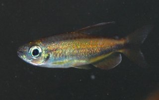 Phenacogrammus aurantiacus