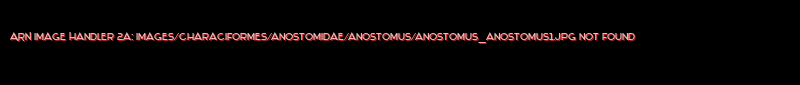 Anostomus anostomus