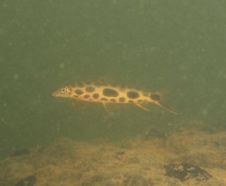 Common member of the family Anostomidae