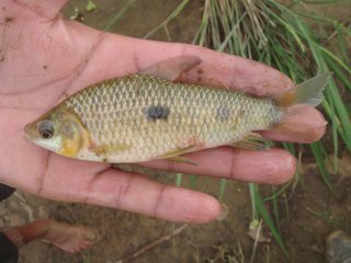 Leporinus friderici