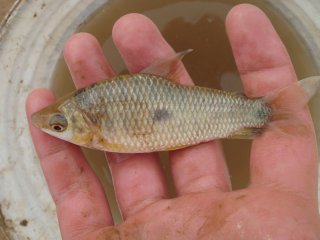 Leporinus friderici