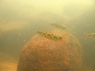 Leporinus julii
