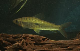 Leporinus niceforoi