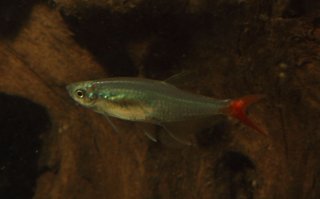 Prionobrama filigera