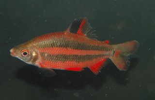 Distichodus noboli