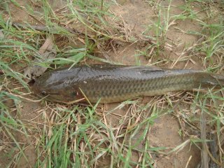 Hoplerythrinus unitaeniatus