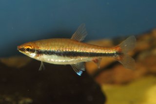 Nannostomus beckfordi