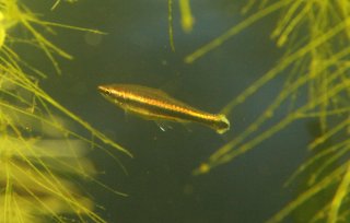 Nannostomus beckfordi