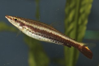 Nannostomus eques