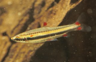 Nannostomus trifasciatus